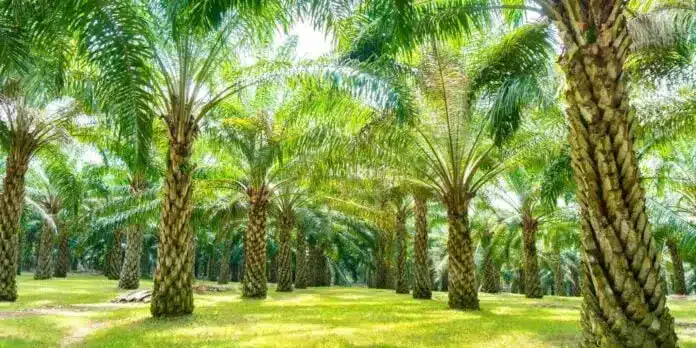 Best Palm Oil Inventory Software & Manufacturing for 2026