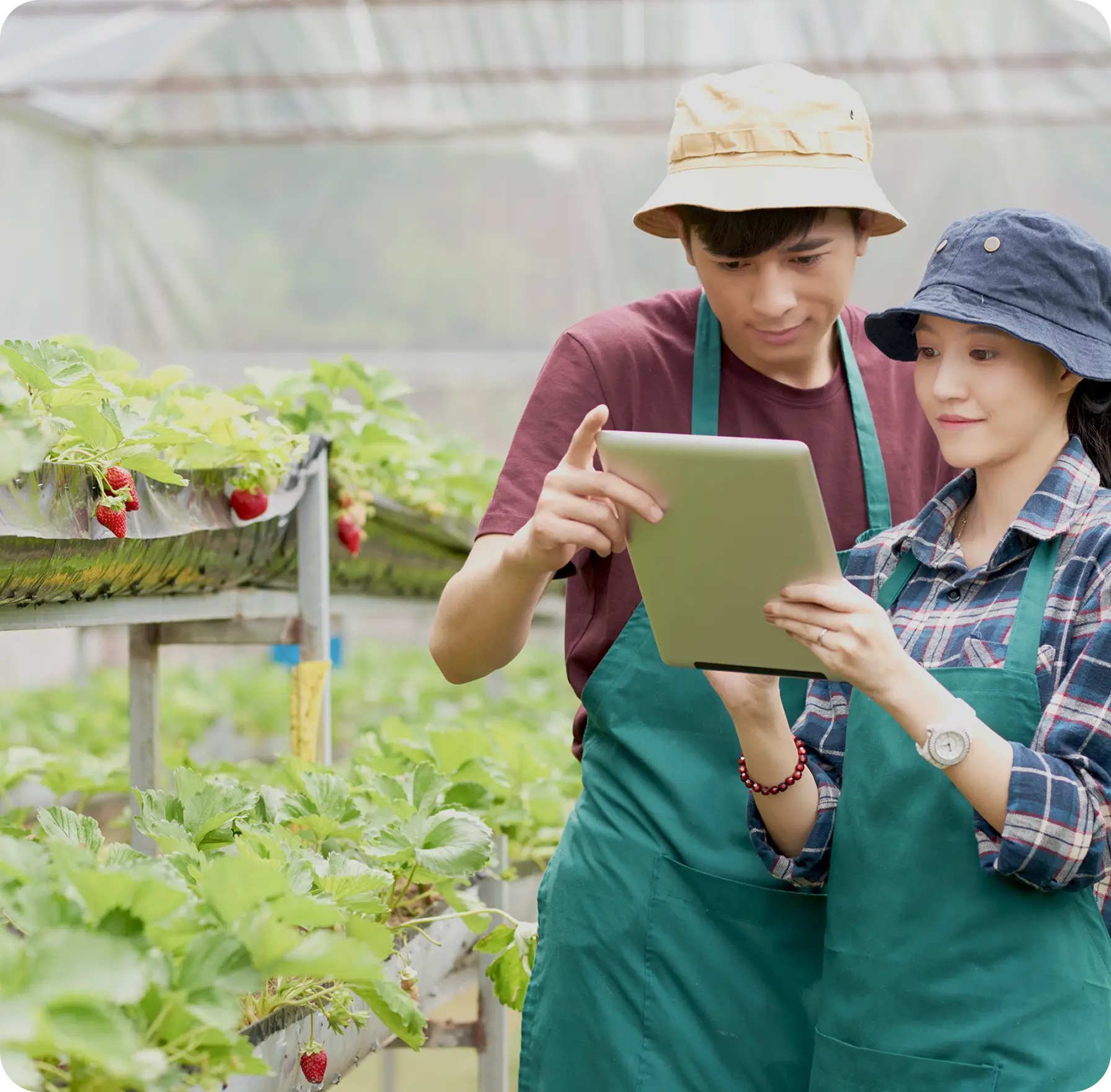 Accounting dashboard for Smart Agriculture